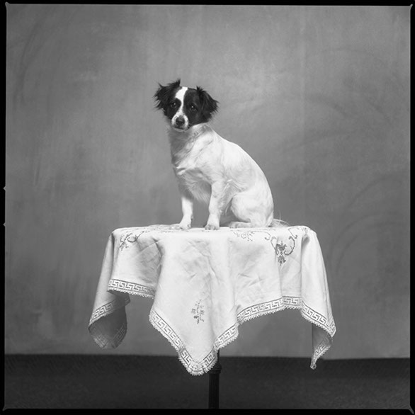 Hundfotografering i Hudiksvall, fotograferat av fotograf Henrik Peltonen