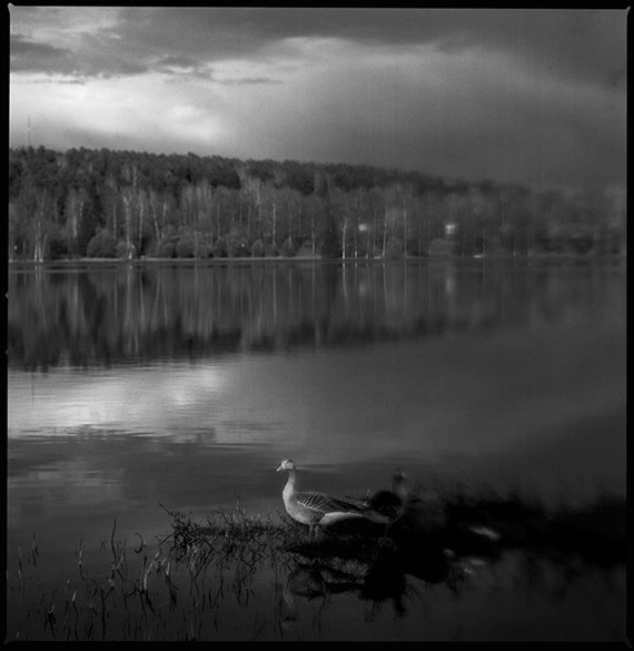 Ett fotografi på en and vid lillfjärden i Hudiksvall