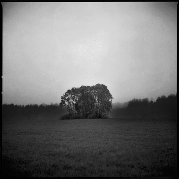 En skogsdung på Iggesunds åker