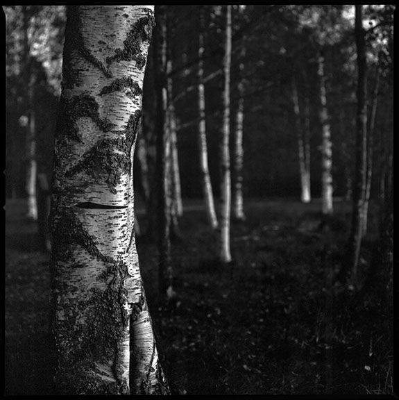Fotografi på en björk stam centralt i Hudiksvall