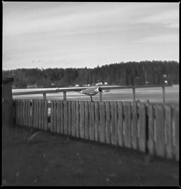 Ett fotografi på en tärna vid Lillfjärden i Hudiksvall