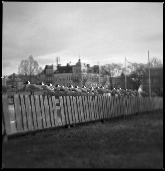 Ett fotografi på tärnor vid Lillfjärden i Hudiksvall