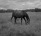 Fotografi på en betande häst vid tunalids ridklubb i Hudiksvall