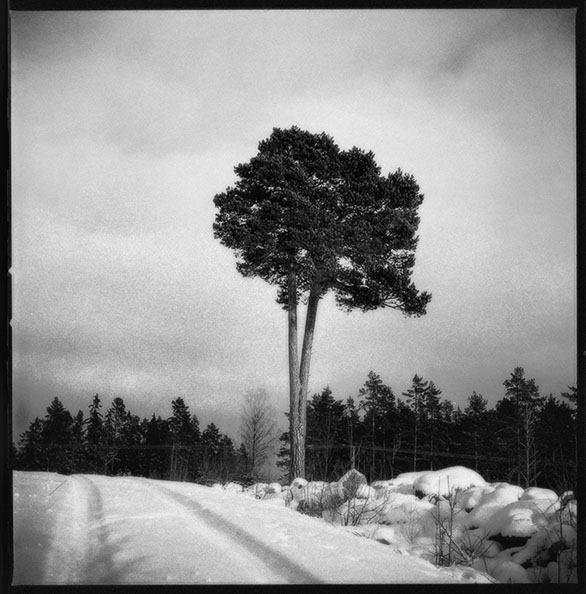 Fotografi på en kluven tall utanför Hudiksvall