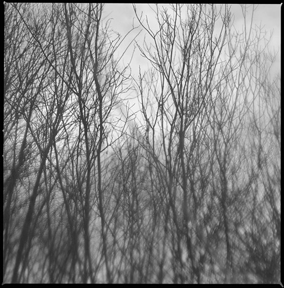 Fotografi av hotande grenar utanför Iggesund