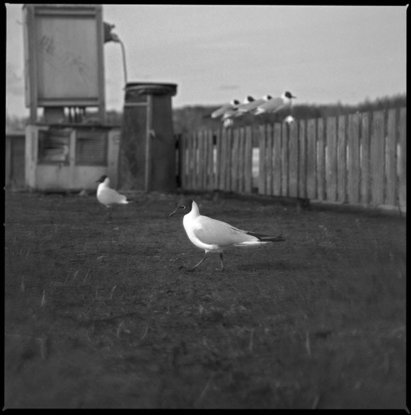 Två tärnor vid Lillfjärden