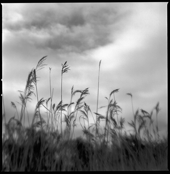 Fotografi av vasstrån utanför Medskog i Hudiksvall